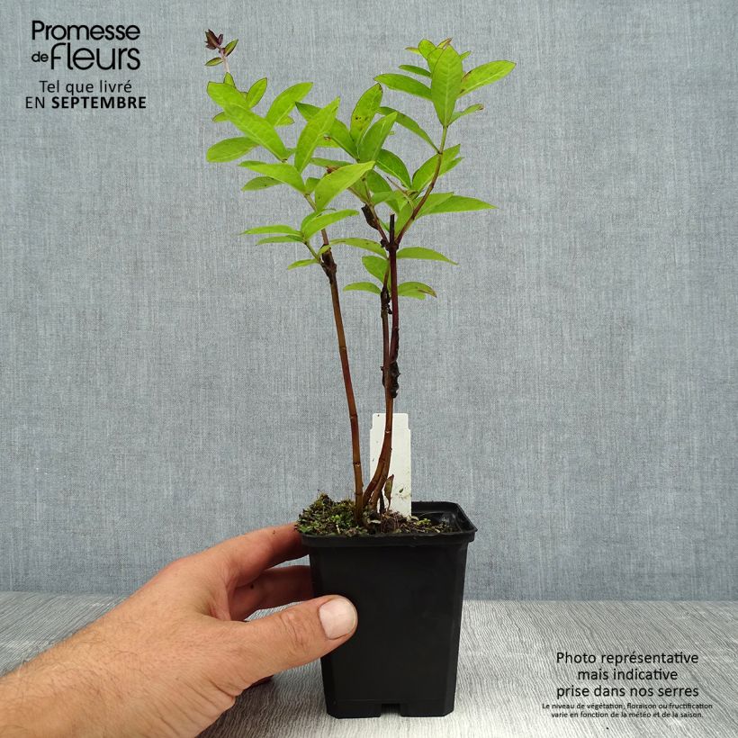 Example of Hohe Flammenblume The King - Phlox paniculata Kleine Töpfe von 8/9 cm as you get in ete