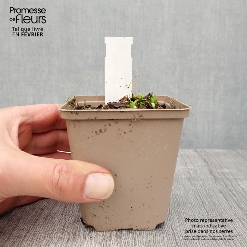 Exemplar von Hohe Flammenblume Tiara - Phlox paniculata Kleine Töpfe von 8/9 cm wie im Winter geliefert