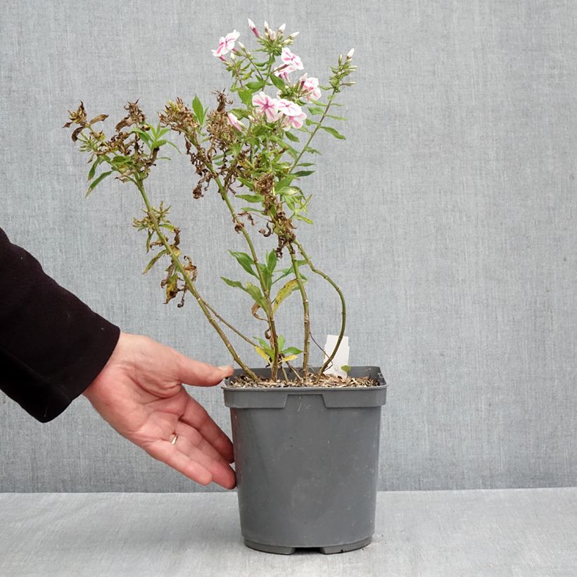 Exemplar von Hohe Flammenblume Twister - Phlox paniculata Topf mit 2L/3L wie im Herbst geliefert