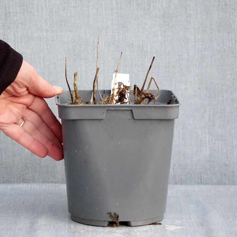 Exemplar von Hohe Flammenblume Twister - Phlox paniculata Topf mit 2L/3L wie im Winter geliefert