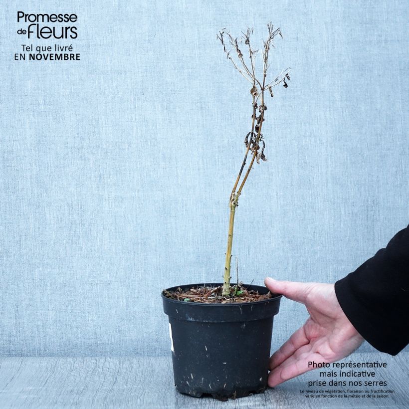 Example of Hohe Flammenblume Uspech - Phlox paniculata Topf mit 2L/3L as you get in automne