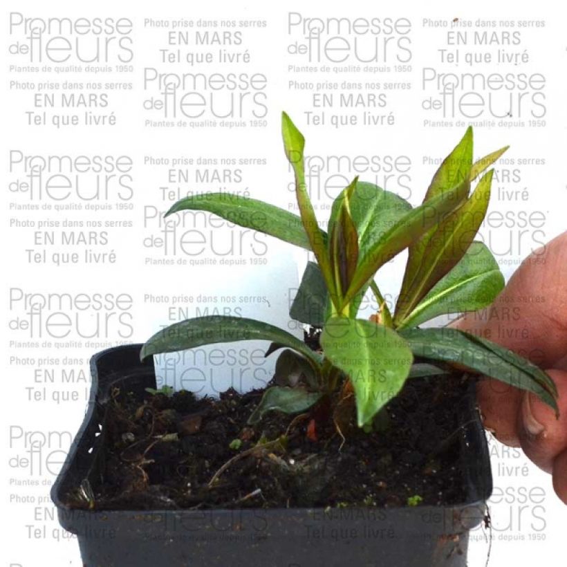 Example of Hohe Flammenblume Violet Flame - Phlox paniculata Kleine Töpfe von 8/9 cm as you get