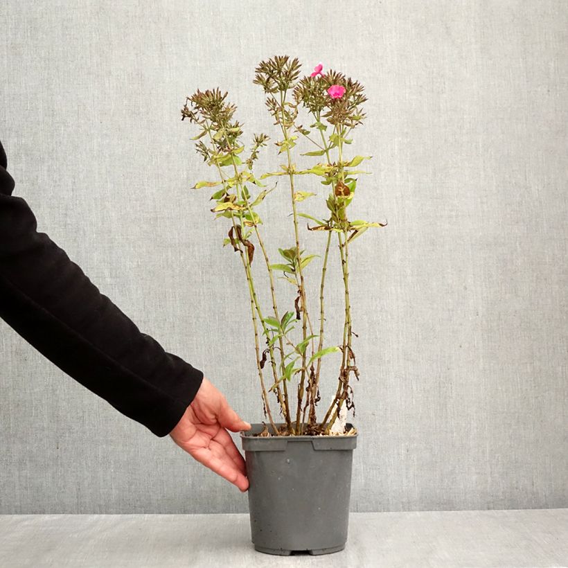 Exemplar von Hohe Flammenblume Younique Cerise - Phlox paniculata Topf mit 2L/3L wie im Herbst geliefert