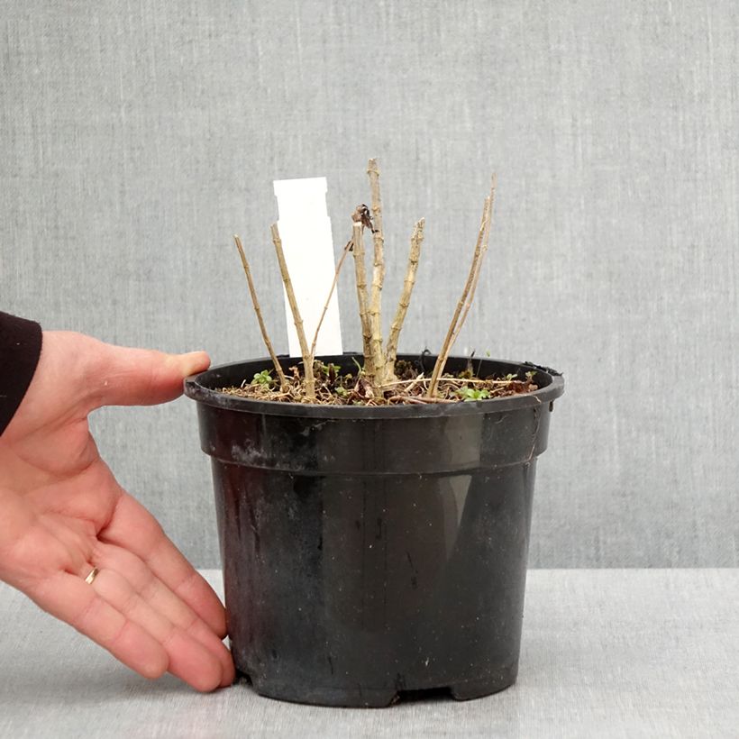 Exemplar von Hohe Flammenblume Younique Cerise - Phlox paniculata Topf mit 2L/3L wie im Frühjahr geliefert