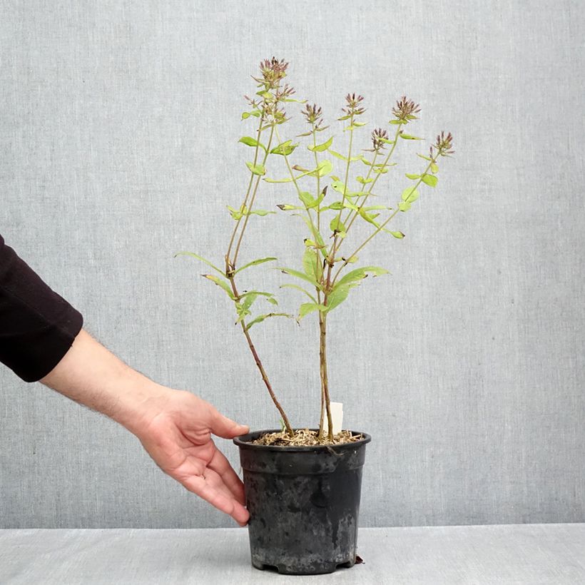 Exemplar von Hohe Flammenblume Younique Orange - Phlox paniculata Topf mit 2L/3L wie im Herbst geliefert