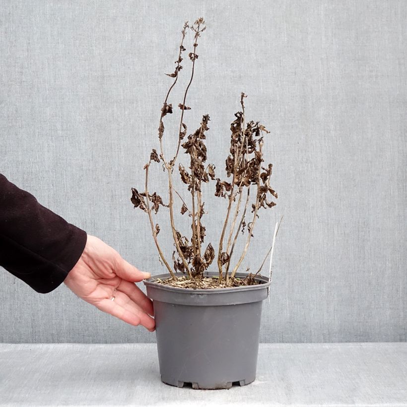 Exemplar von Hohe Flammenblume Younique Red - Phlox paniculata Topf mit 2L/3L wie im Winter geliefert