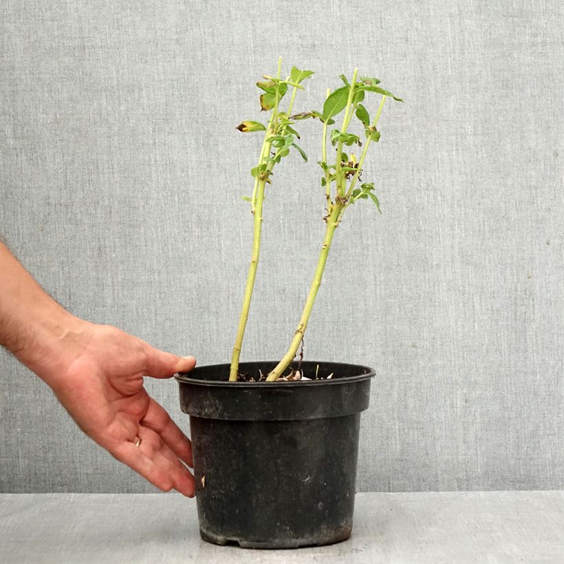 Exemplar von Hohe Flammenblume Younique White - Phlox paniculata Topf mit 2L/3L wie im Herbst geliefert