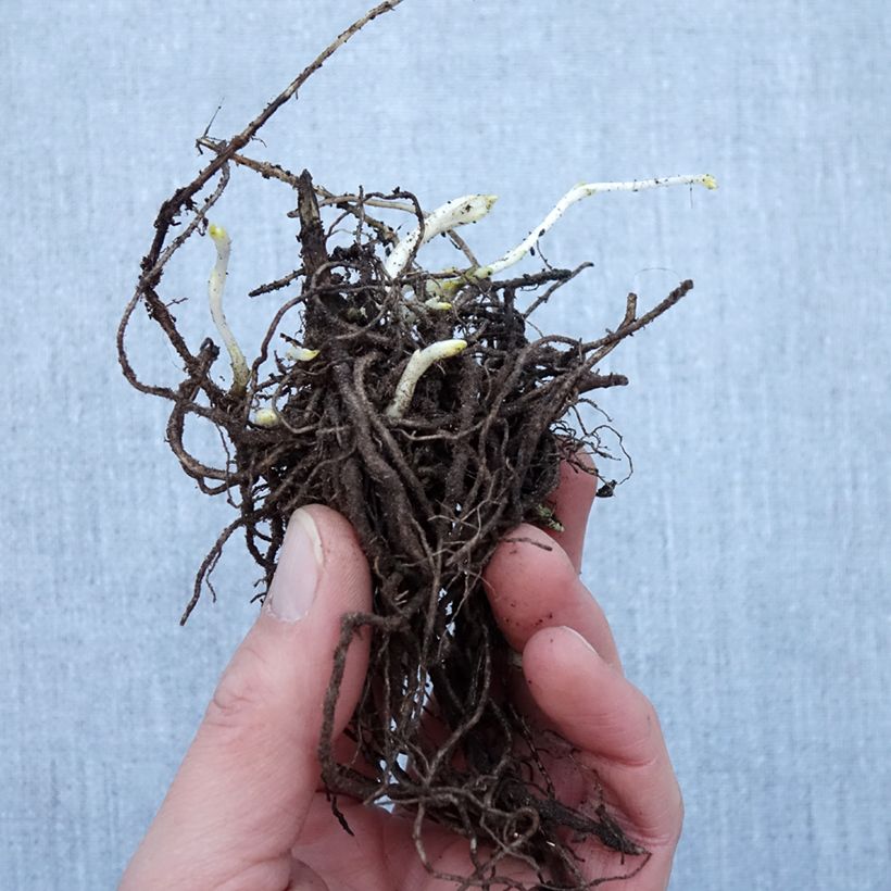 Example of Hohe Flammenblume Younique White - Phlox paniculata Wurzelnackt as you get in hiver