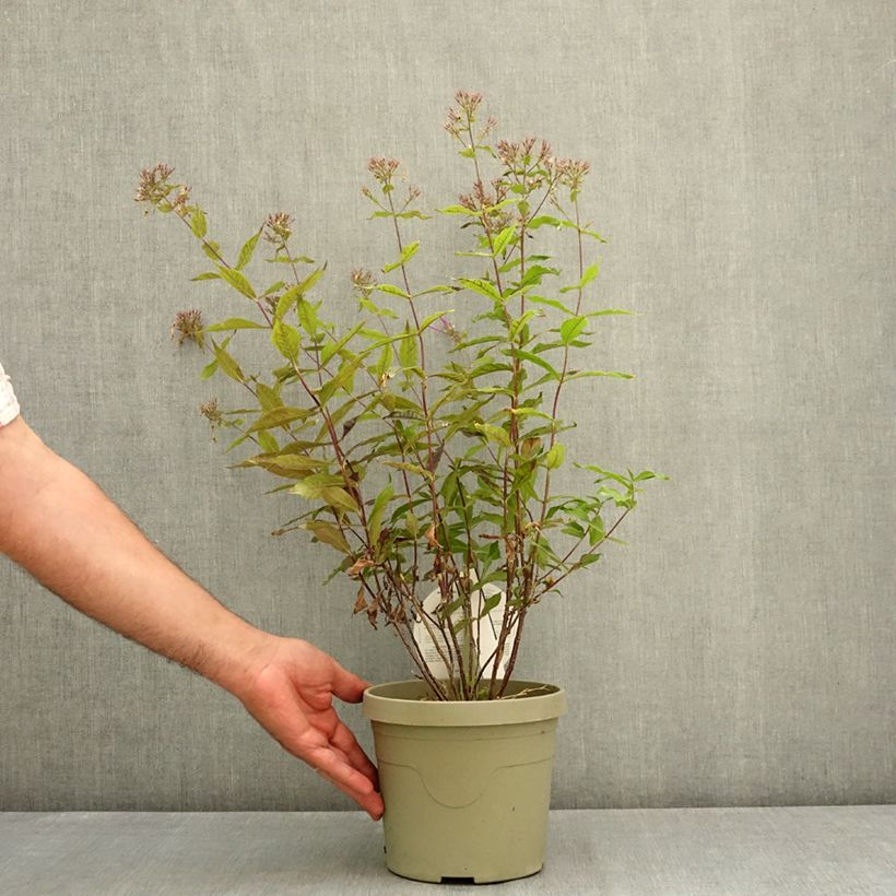 Exemplar von Phlox Queen Paola Pot de 3L/4L wie im Sommer geliefert