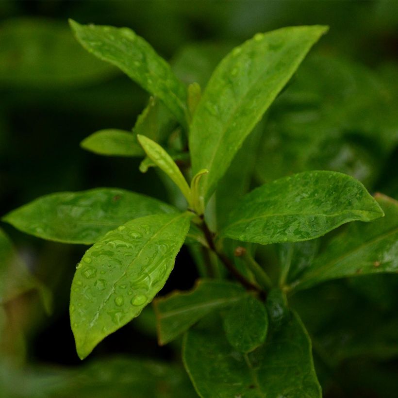Hohe Flammenblume Sherbet Blend - Phlox paniculata (Foliage)
