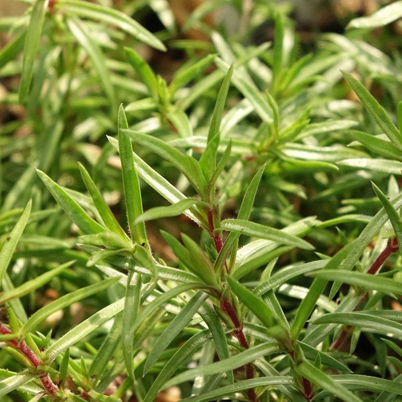 Pfriemenförmiger Phlox Atropurpurea - Phlox subulata (Foliage)
