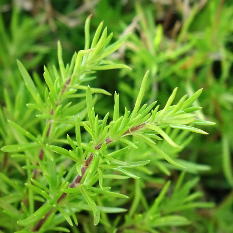 Pfriemenförmiger Phlox McDaniel's Cushion - Phlox subulata (Foliage)