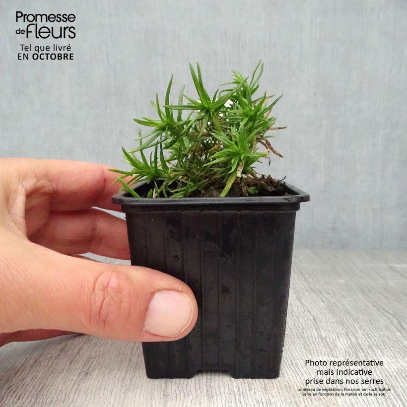 Example of Pfriemenförmiger Phlox Purple Beauty - Phlox subulata Kleine Töpfe von 8/9 cm as you get in automne