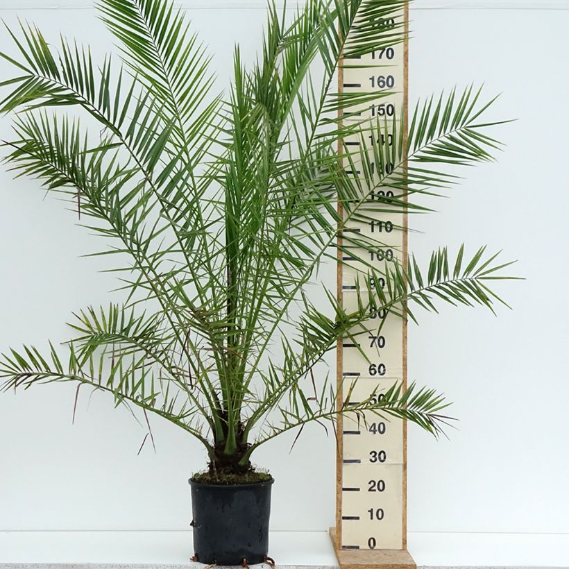 Exemplar von Phoenix canariensis - Kanarische Dattelpalme Topf mit 12L/15L wie im Sommer geliefert