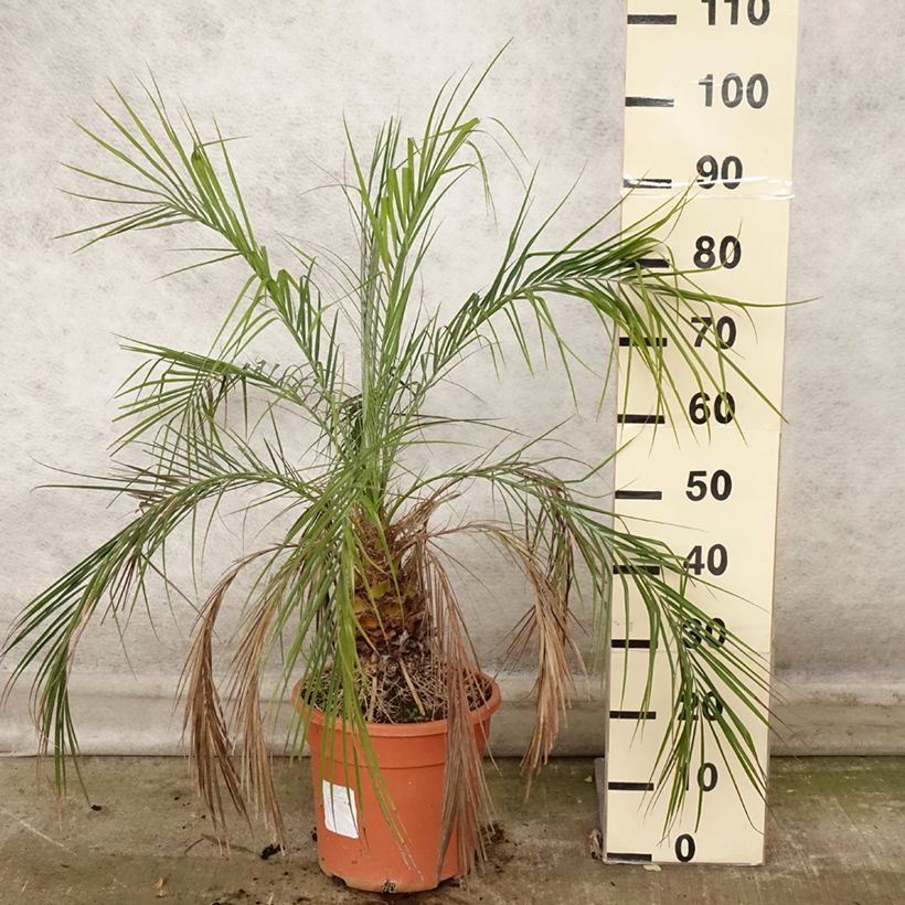 Example of Phoenix roebelinii - Zwerge-Dattelpalme Topf mit 7,5L/10L as you get in automne