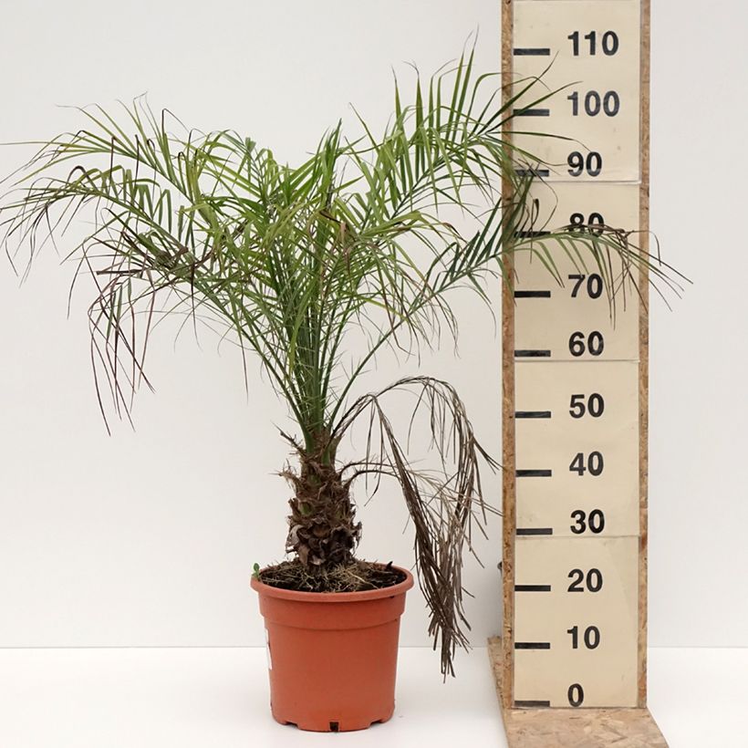Exemplar von Phoenix roebelinii - Zwerge-Dattelpalme Topf mit 7,5L/10L wie im Winter geliefert