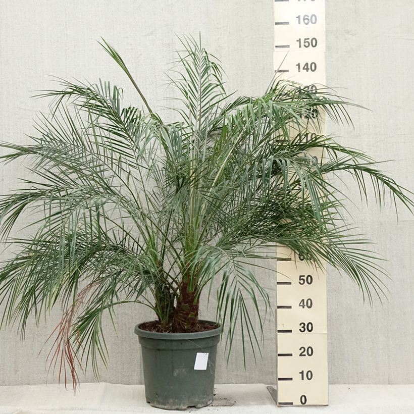 Example of Phoenix roebelinii - Zwerge-Dattelpalme Topf mit 20L/25L as you get in automne