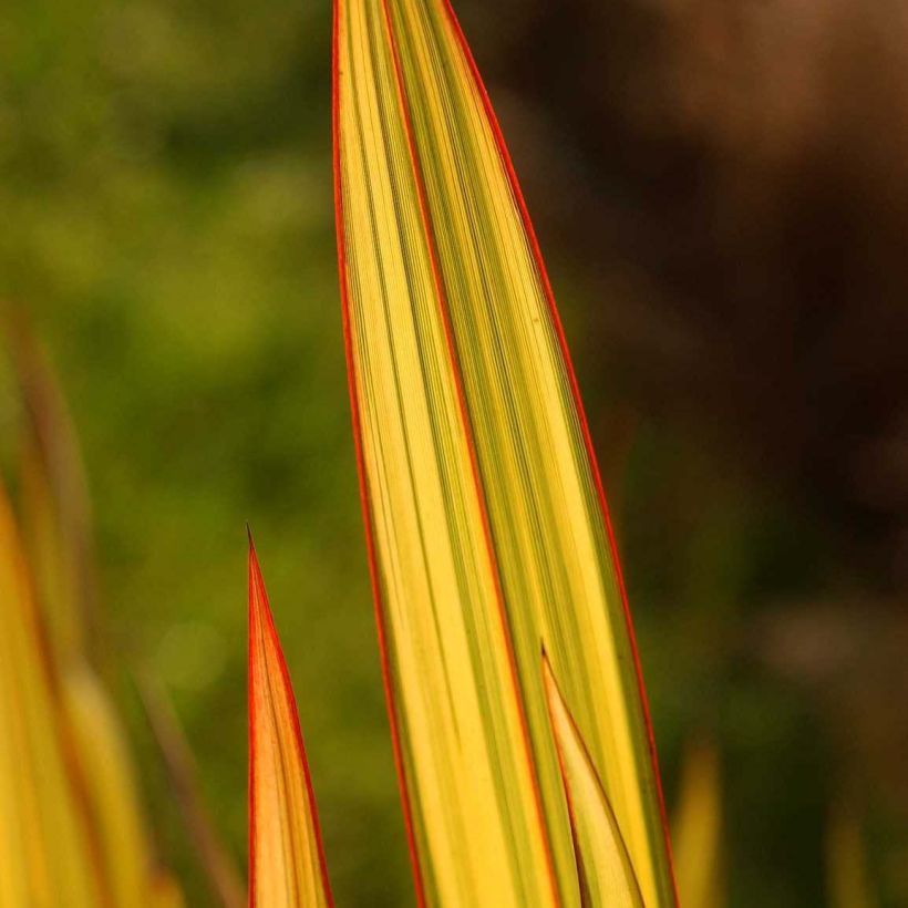 Phormium tenax Apricot Queen (Foliage)
