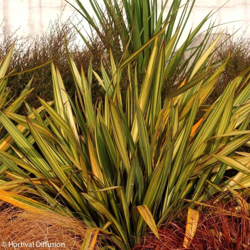 Phormium tenax Apricot Queen (Plant habit)