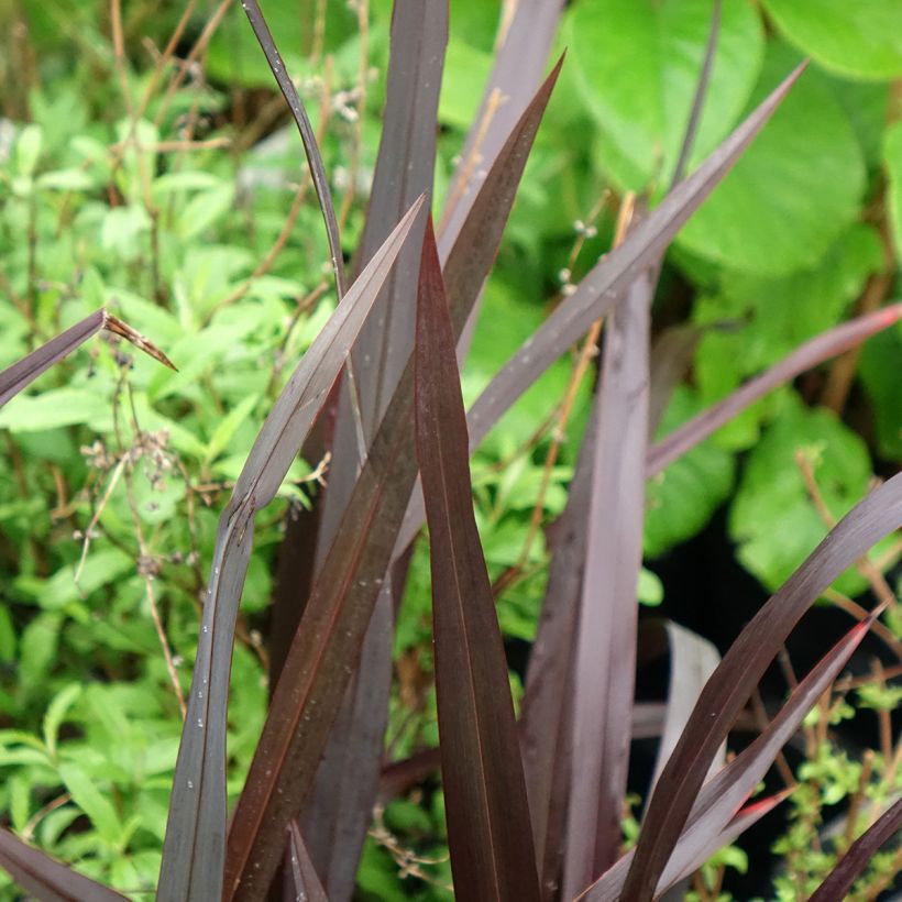 Phormium tenax Black Velvet (Laub)