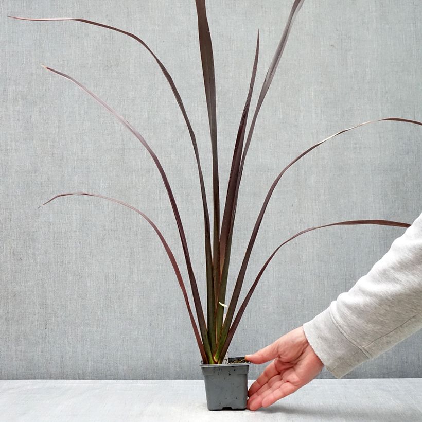 Exemplar von Phormium tenax Black Velvet Kleine Töpfe von 8/9 cm wie im Frühjahr geliefert