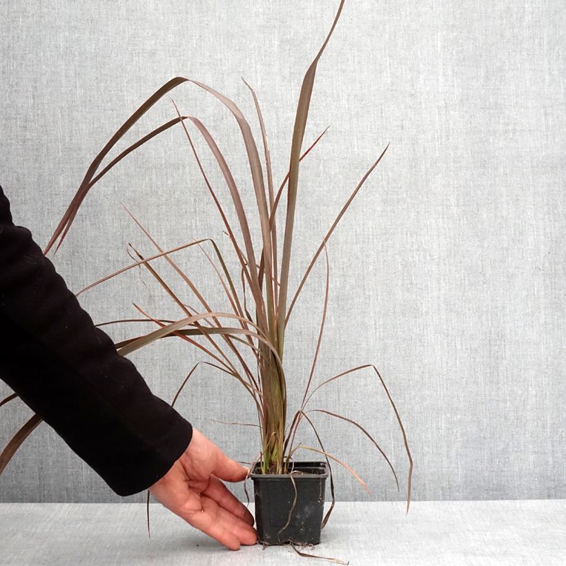 Exemplar von Phormium cookianum Bronze Baby Kleine Töpfe von 8/9 cm wie im Winter geliefert