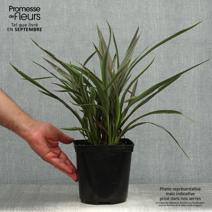 Example of Phormium tenax Chocomint Topf mit 3L/4L as you get in automne