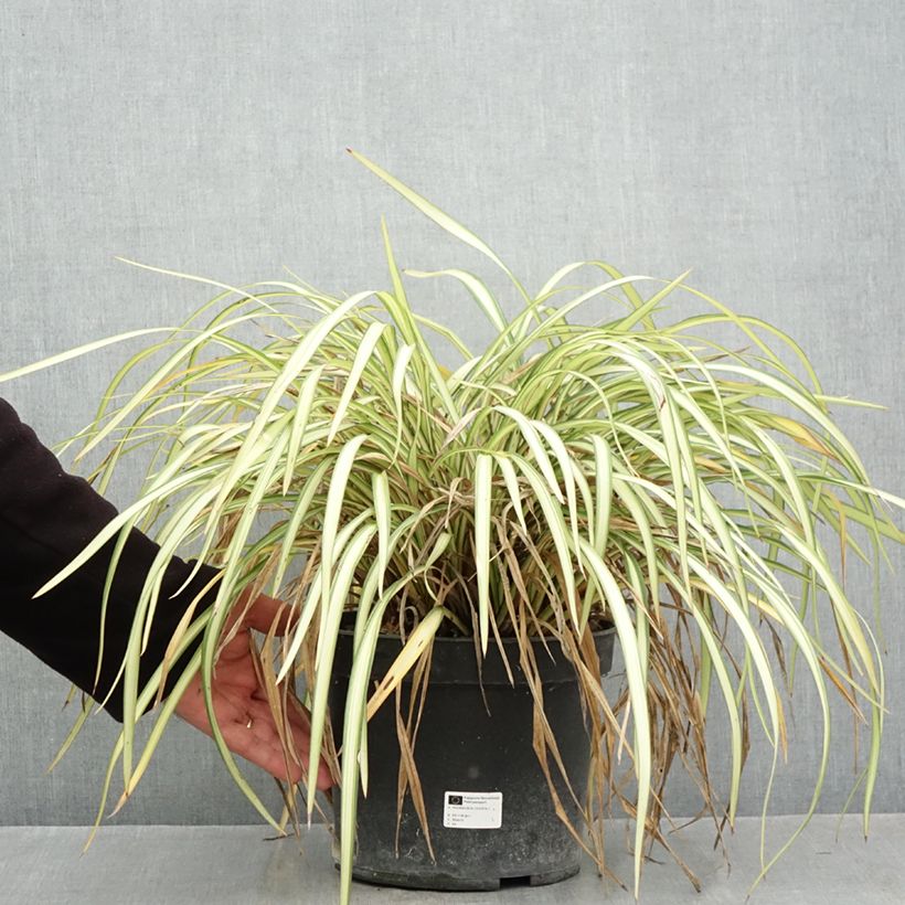 Exemplar von Phormium cookianum Blondie Topf mit 4L/5L wie im Herbst geliefert