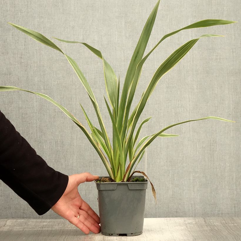 Example of Phormium cookianum subsp. hookeri Tricolor Topf mit 1,5L/2L as you get in automne