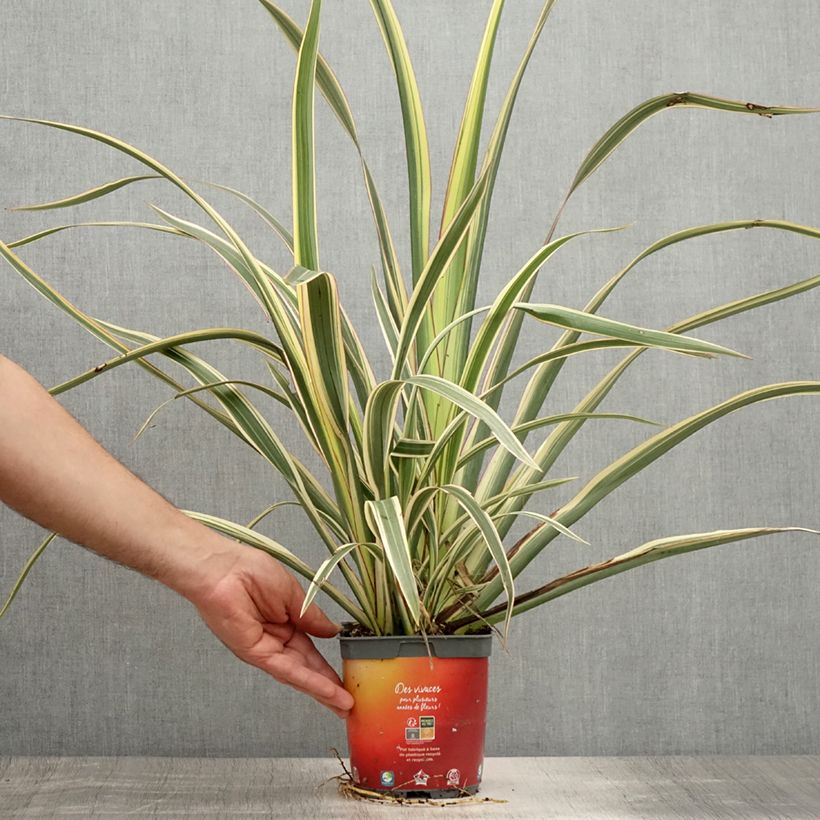 Exemplar von Phormium cookianum subsp. hookeri Tricolor Topf mit 1,5L/2L wie im Sommer geliefert