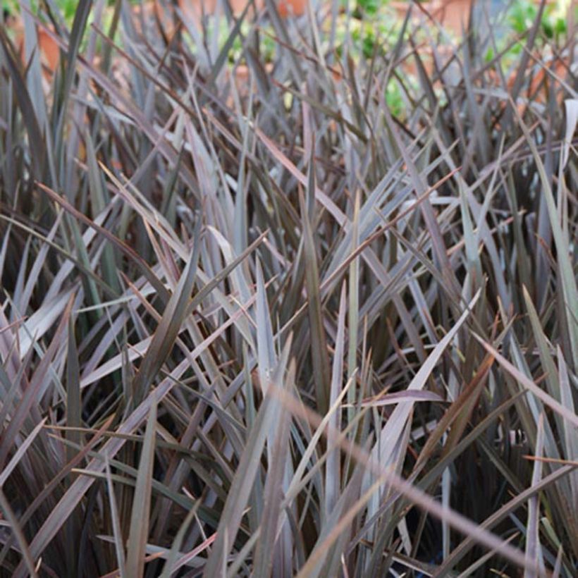Phormium tenax Dark Delight (Foliage)