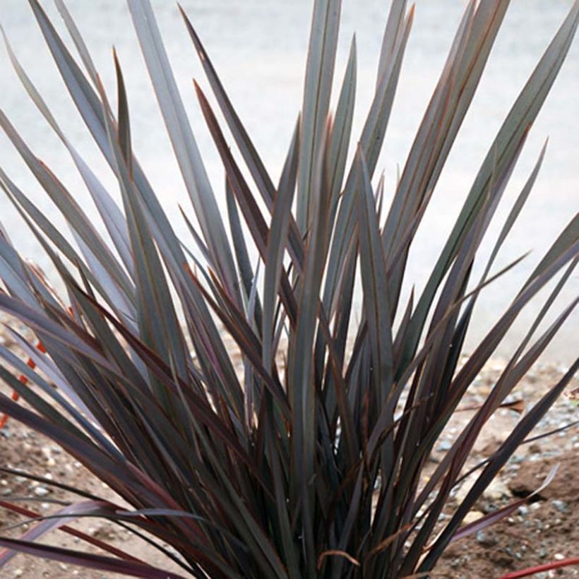 Phormium tenax Dark Delight (Plant habit)