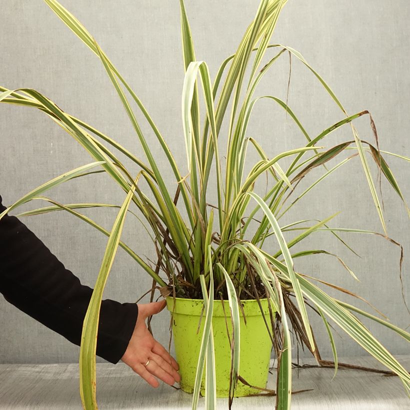 Example of Phormium tenax Golden Ray Topf mit 7,5L/10L as you get in automne