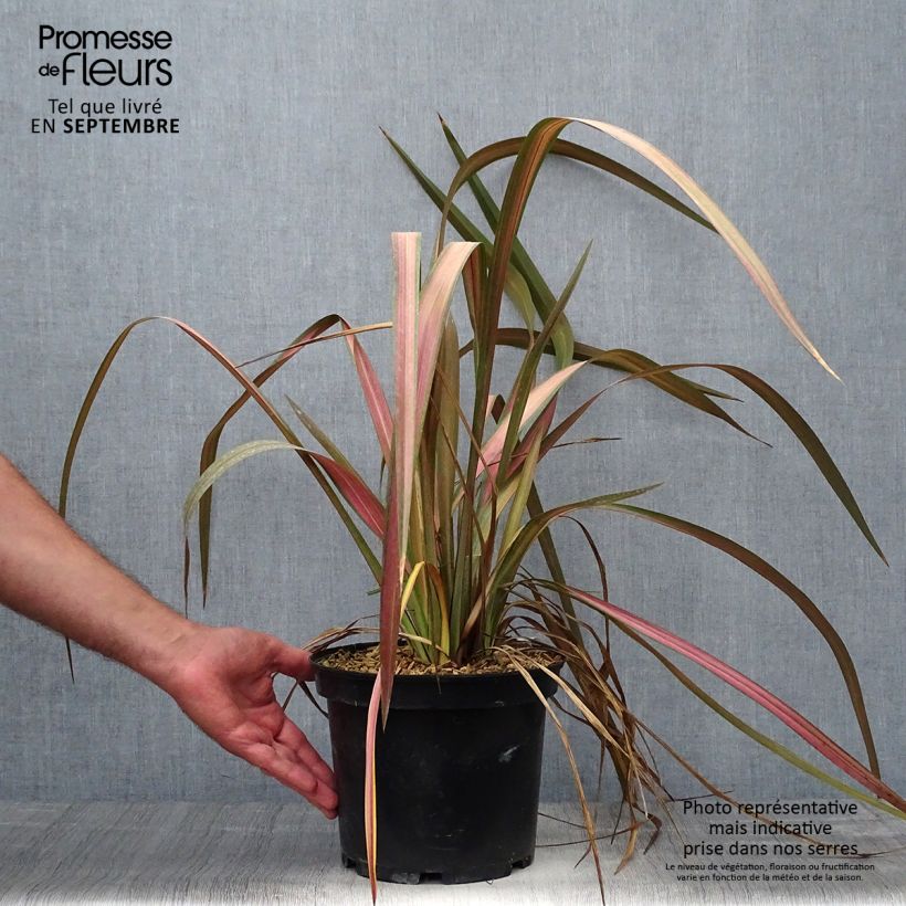 Example of Phormium tenax Jester Topf mit 3L/4L as you get in automne