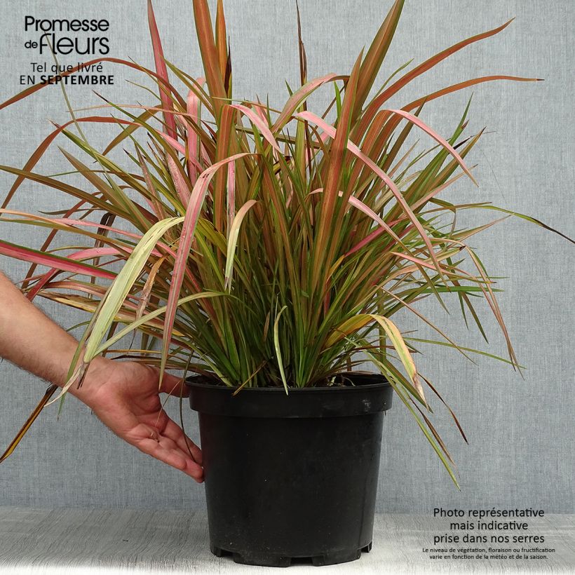 Example of Phormium tenax Jester Topf mit 7,5L/10L as you get in automne