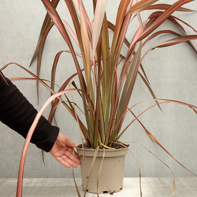 Example of Phormium tenax Margaret Jones Topf mit 4L/5L as you get in automne