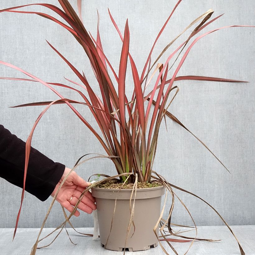 Exemplar von Phormium tenax Margaret Jones Topf mit 4L/5L wie im Winter geliefert