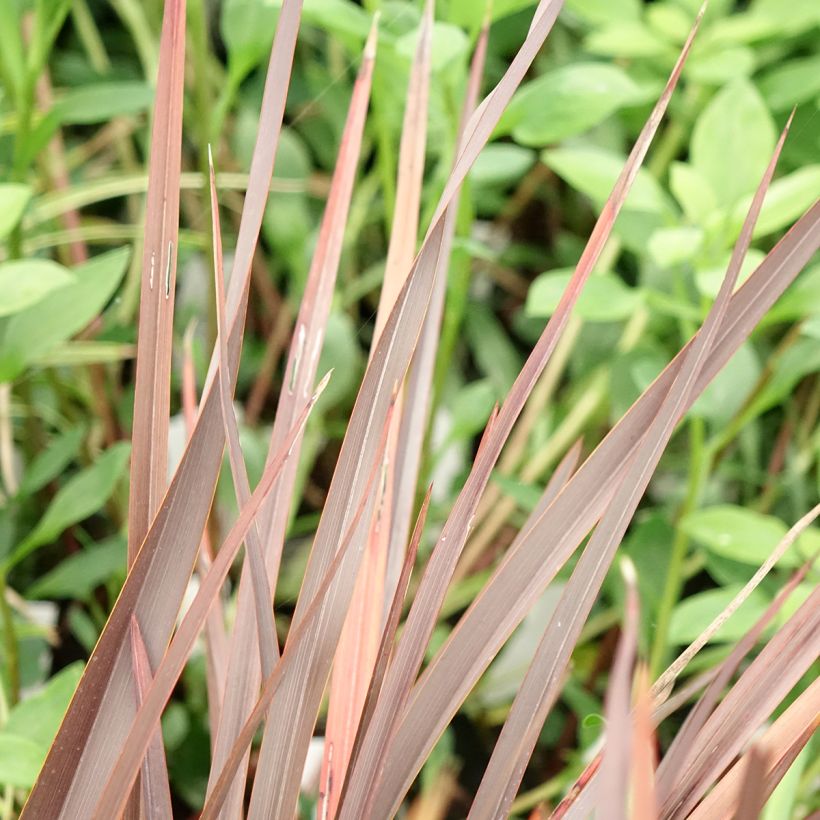 Phormium Platts Black (Laub)