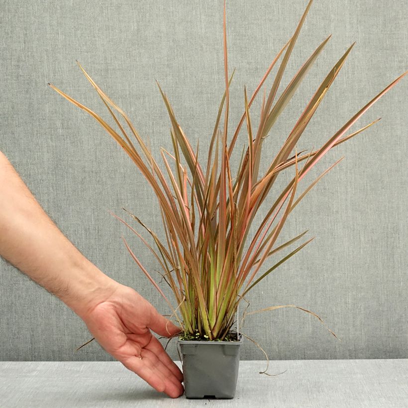 Exemplar von Phormium Rainbow Queen - Lin de Nouvelle-Zélande Godet de 8/9 cm wie im Frühjahr geliefert