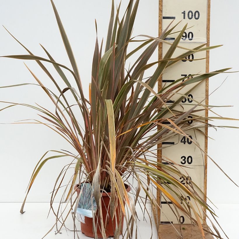 Exemplar von Phormium tenax Rainbow Queen Topf mit 7,5L/10L wie im Herbst geliefert