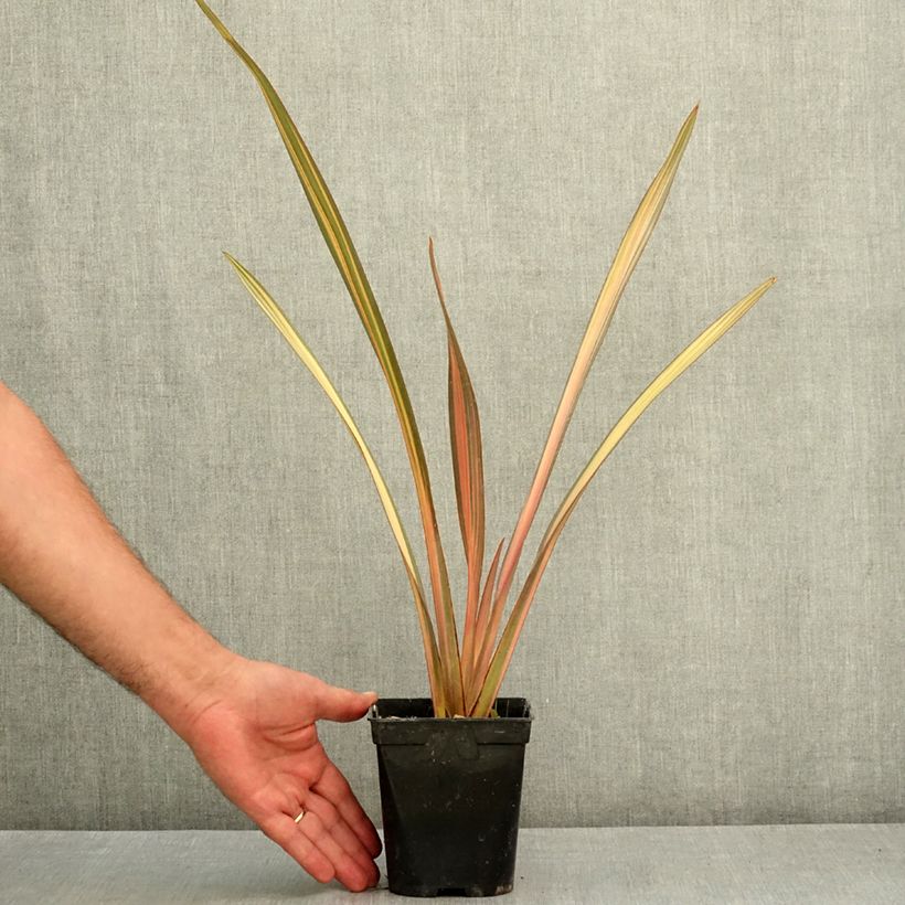 Exemplar von Phormium tenax Rainbow Sunrise Topf mit 1,5L/2L wie im Sommer geliefert