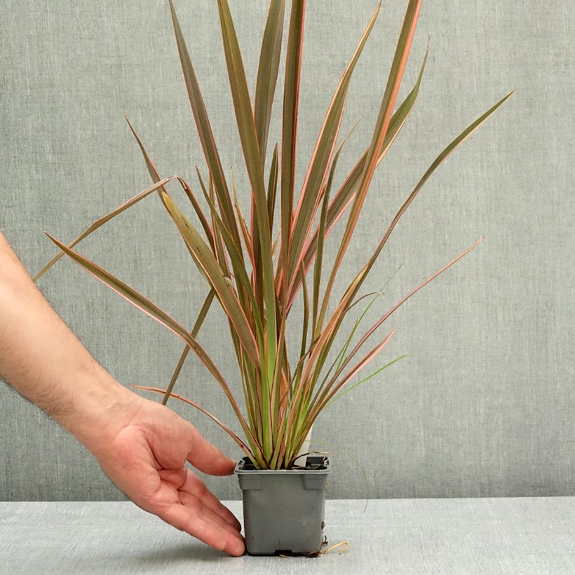 Exemplar von Phormium tenax Sundowner Kleine Töpfe von 8/9 cm wie im Frühjahr geliefert