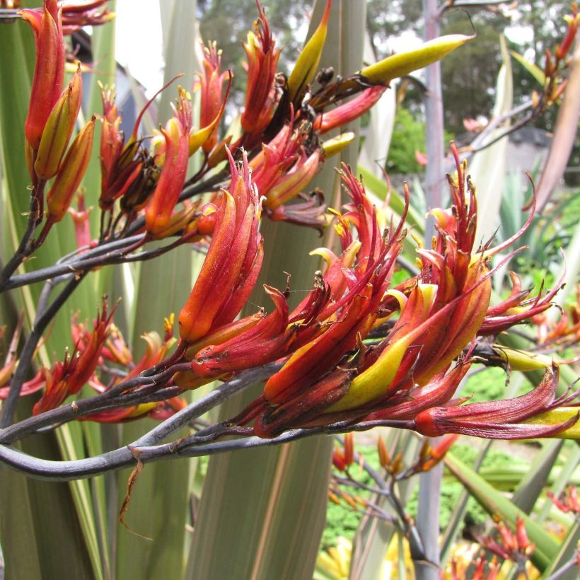 Phormium tenax - Neuseeländischer Flachs (Flowering)