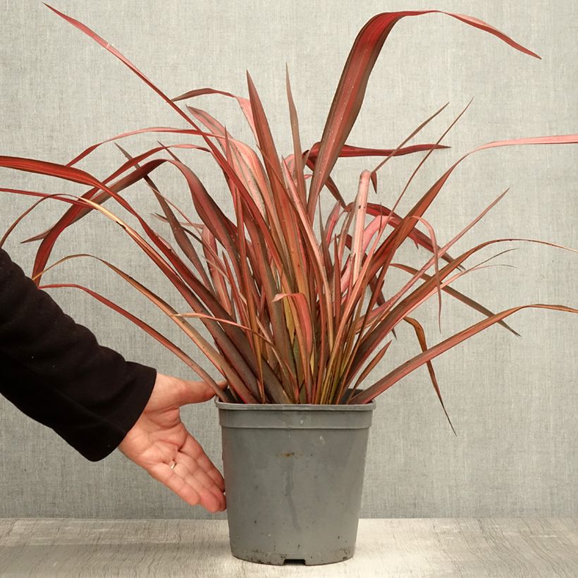 Example of Phormium tenax Evening Glow Topf mit 4L/5L as you get in automne