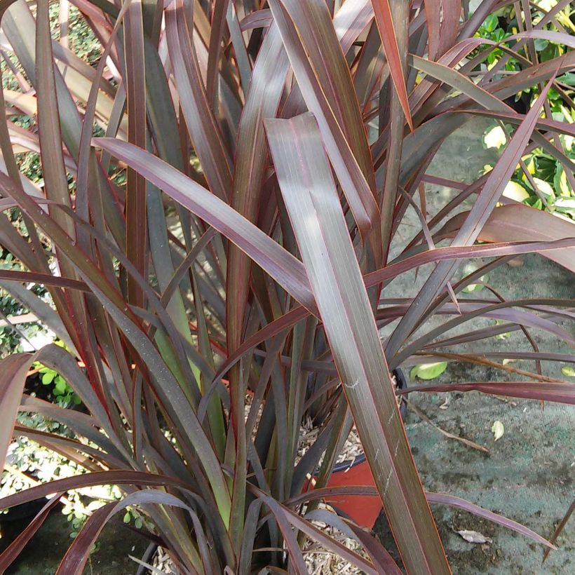 Phormium tenax Purpureum - Roter Neulseeländischer Flachs (Foliage)