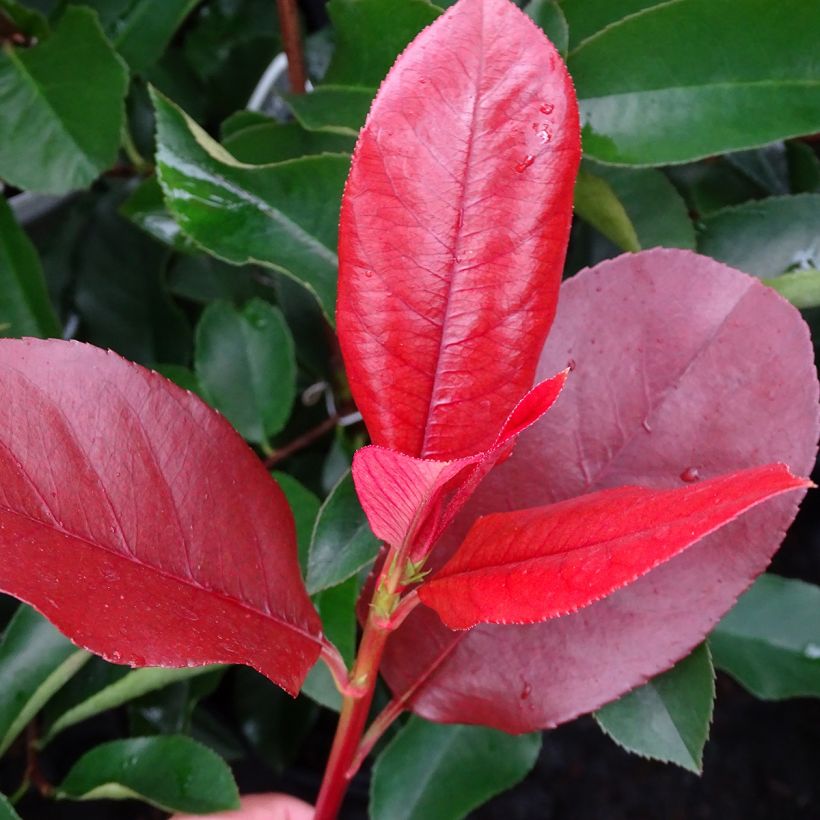 Rote Glanzmispel Camilvy - Photinia fraseri (Foliage)