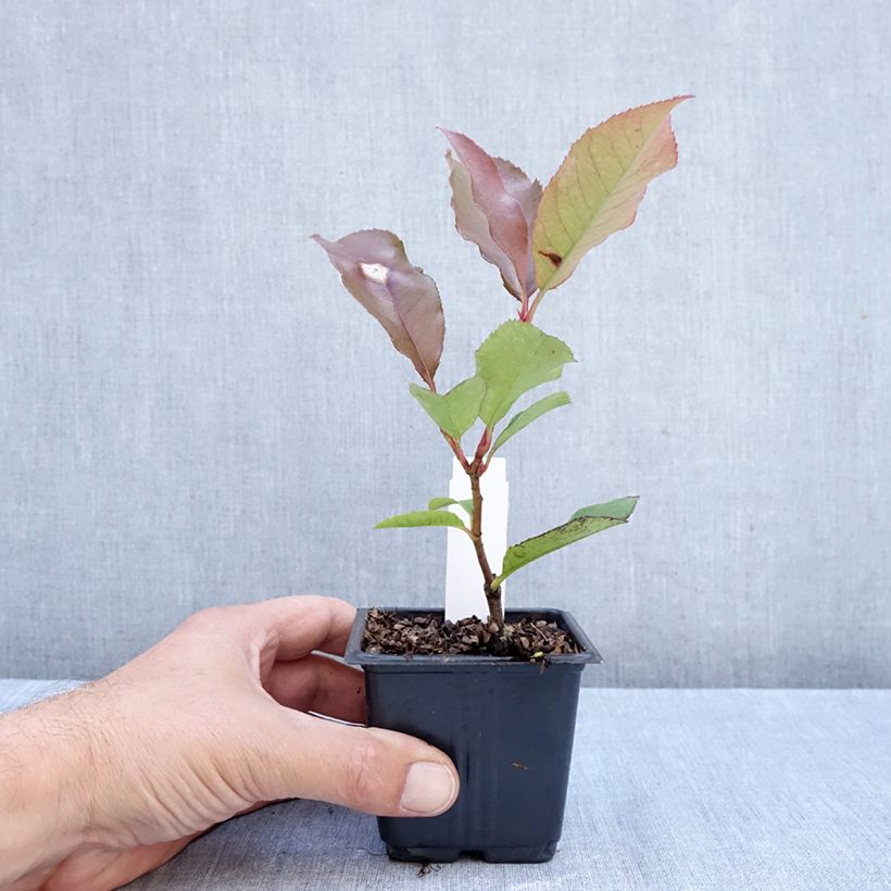 Exemplar von Rote Glanzmispel Camilvy - Photinia fraseri Kleine Töpfe von 8/9 cm wie im Herbst geliefert