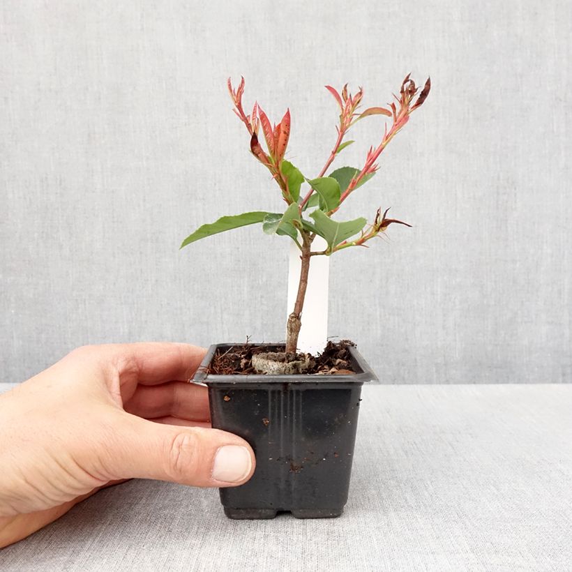 Exemplar von Rote Glanzmispel Camilvy - Photinia fraseri Kleine Töpfe von 8/9 cm wie im Frühjahr geliefert