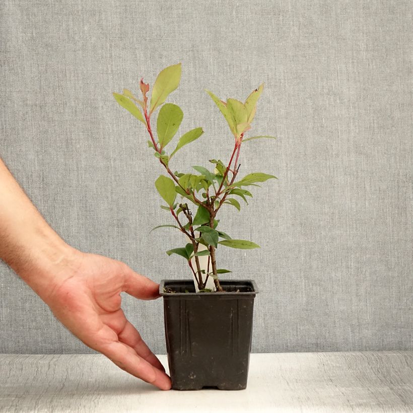 Example of Rote Glanzmispel Carré Rouge - Photinia fraseri Kleine Töpfe von 8/9 cm as you get in ete