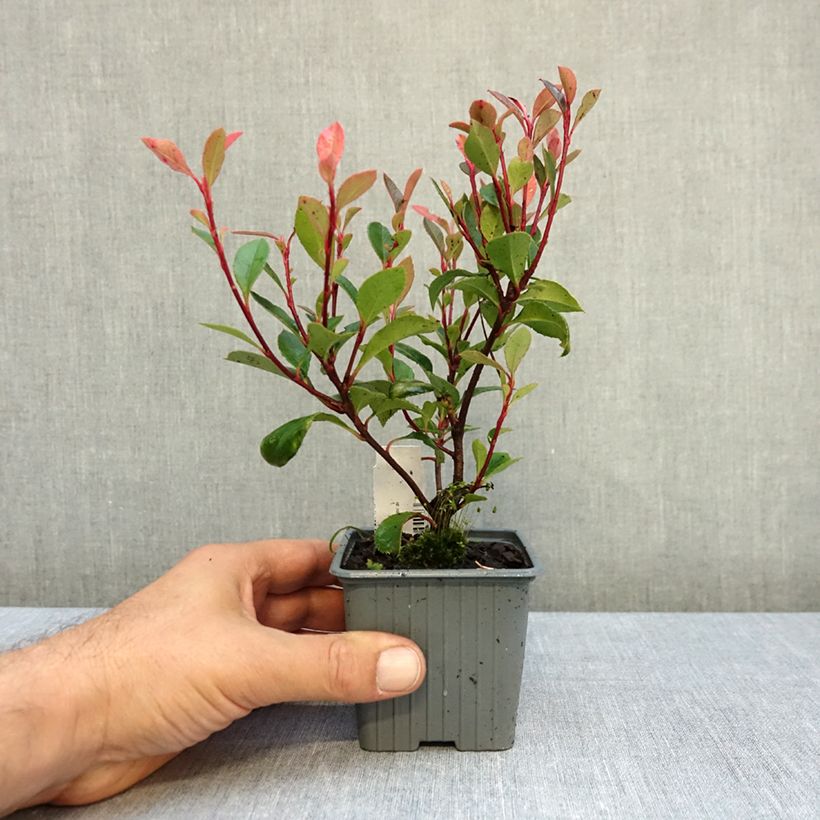 Exemplar von Glanzmispel Chico - Photinia fraseri Kleine Töpfe von 8/9 cm wie im Herbst geliefert